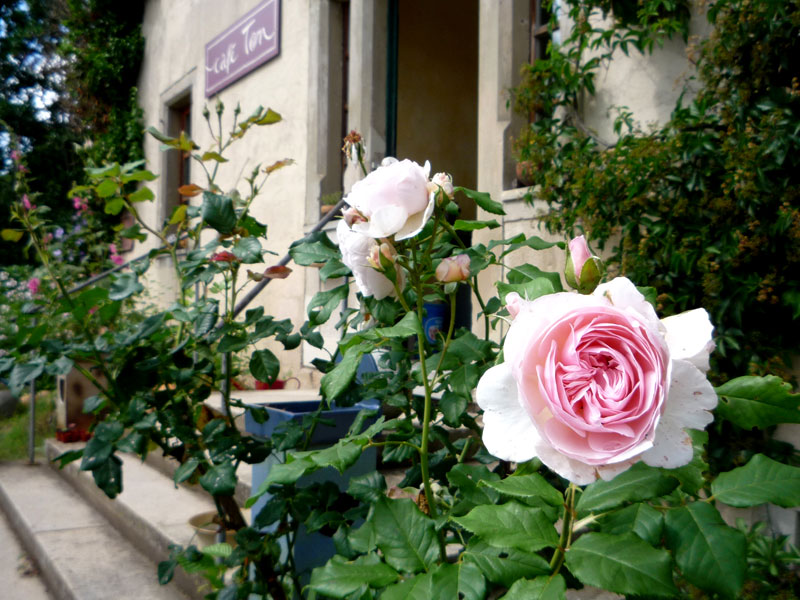 P1010285.jpg - Der Sommer ist Rosenzeit